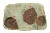 Plate with Three Fossil Leaves (Two Species) - Montana #269306-1